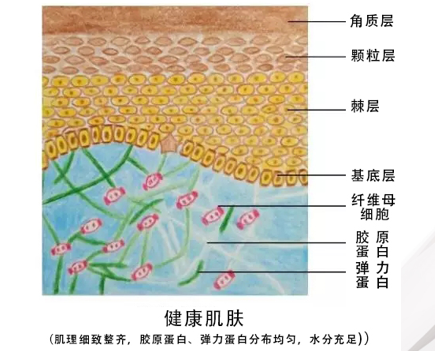 科琳卡沁肌青春定格液，我们的护肤使者