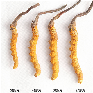 「冬虫夏草」冬虫夏草的功效说明-冬虫夏草多少钱一克-冬虫夏草正确使用方法 