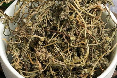 鹅不食草图片 鹅不食草的神奇功效